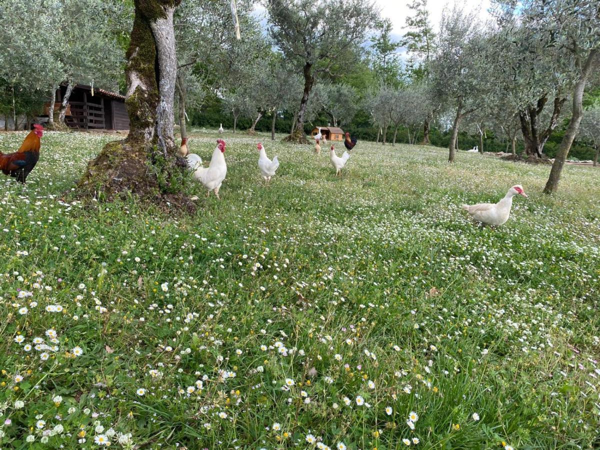 Agriturismo L'Ulivo Падула Екстер'єр фото